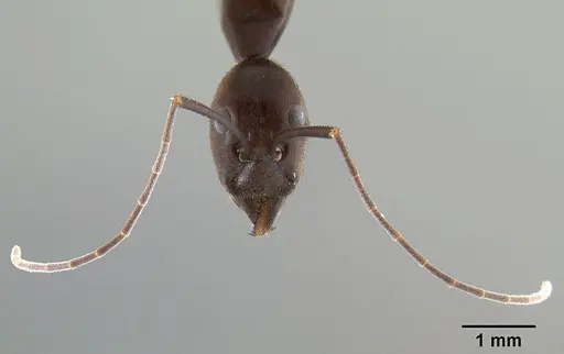Leptomyrmex flavitarsus specimen