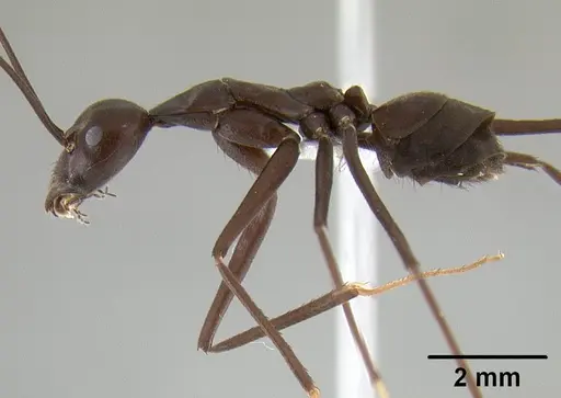 Leptomyrmex flavitarsus - CASENT0127180