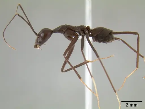 Leptomyrmex flavitarsus - CASENT0127180