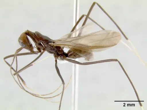 Leptomyrmex flavitarsus - CASENT0127276