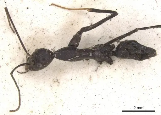 Leptomyrmex flavitarsus - CASENT0901919