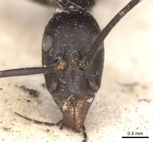 Leptomyrmex flavitarsus - CASENT0901919