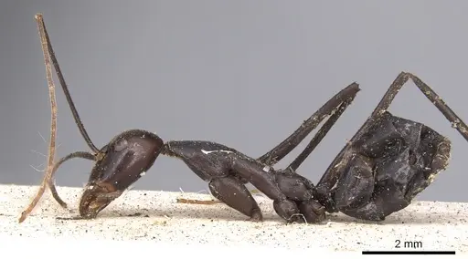 Leptomyrmex flavitarsus - CASENT0901919