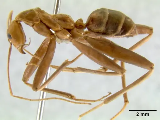 Leptomyrmex fragilis specimen