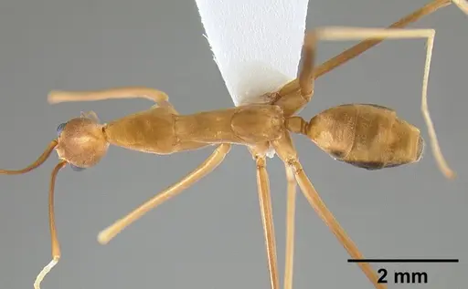 Leptomyrmex fragilis - CASENT0127004