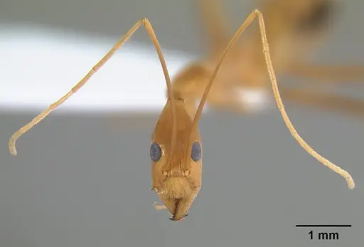 Leptomyrmex fragilis - CASENT0127004