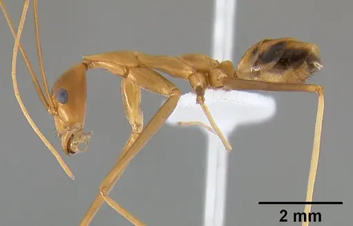 Leptomyrmex fragilis - CASENT0127004