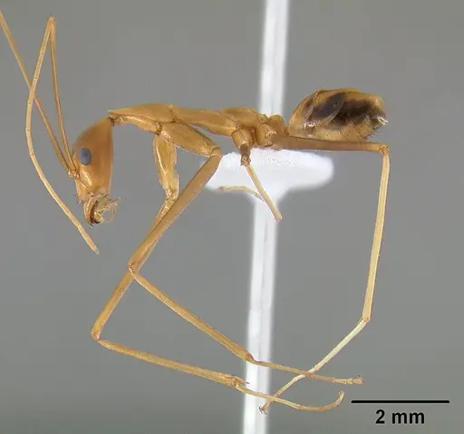 Leptomyrmex fragilis - CASENT0127004