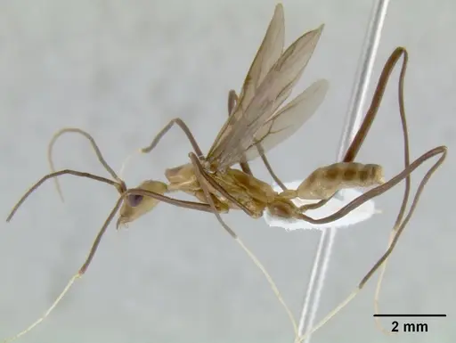 Leptomyrmex fragilis - CASENT0127220