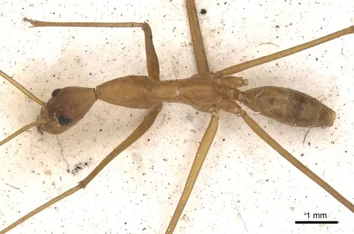 Leptomyrmex fragilis - CASENT0901918