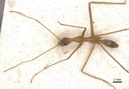 Leptomyrmex fragilis - CASENT0901918