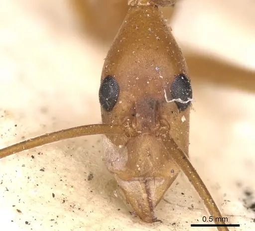 Leptomyrmex fragilis - CASENT0901918