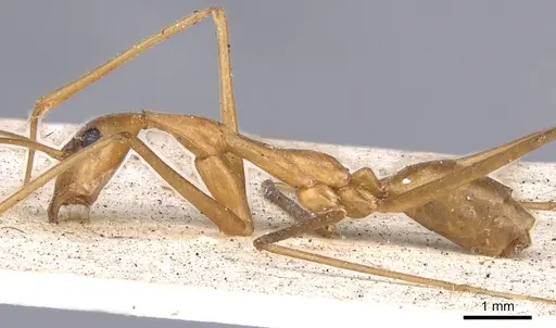 Leptomyrmex fragilis - CASENT0901918