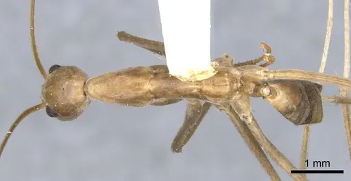 Leptomyrmex fragilis - CASENT0902938