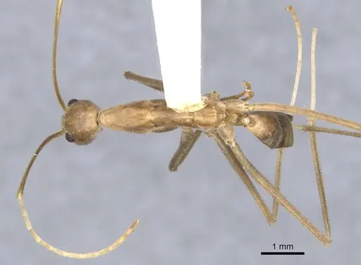 Leptomyrmex fragilis - CASENT0902938