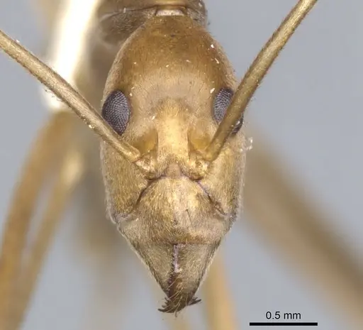 Leptomyrmex fragilis - CASENT0902938