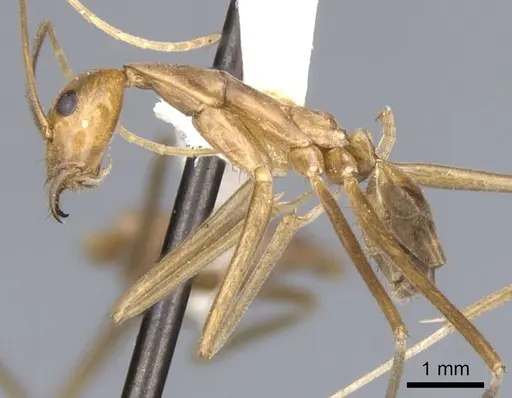 Leptomyrmex fragilis - CASENT0902938