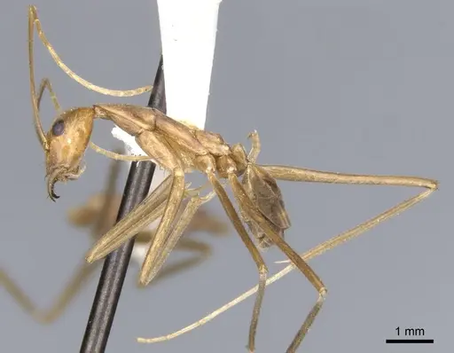 Leptomyrmex fragilis - CASENT0902938