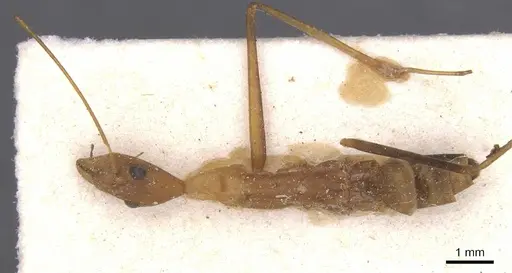 Leptomyrmex fragilis - CASENT0911558