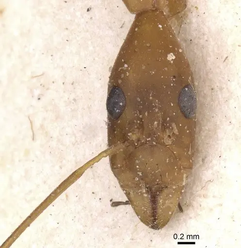 Leptomyrmex fragilis - CASENT0911558