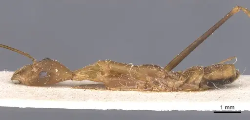 Leptomyrmex fragilis - CASENT0911558