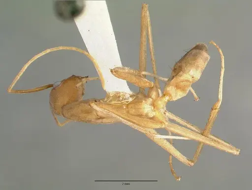 Leptomyrmex fragilis - CASTYPE06954-01