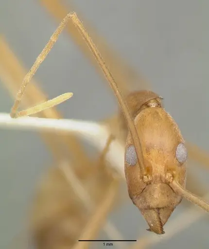 Leptomyrmex fragilis - CASTYPE06954-01