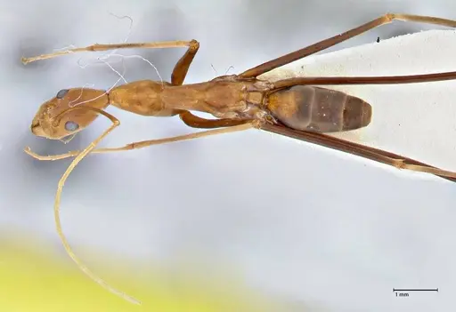 Leptomyrmex fragilis - FOCOL2861