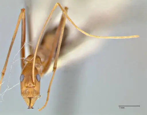 Leptomyrmex fragilis - FOCOL2861