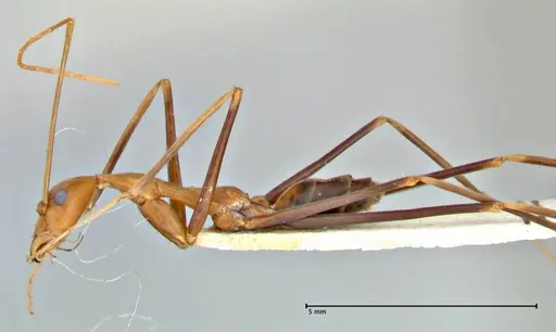 Leptomyrmex fragilis - FOCOL2861