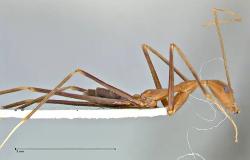 Leptomyrmex fragilis - FOCOL2861