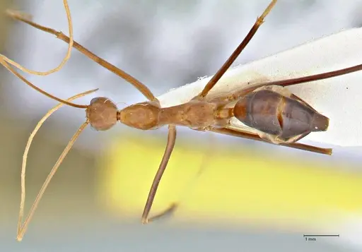 Leptomyrmex fragilis - FOCOL2862