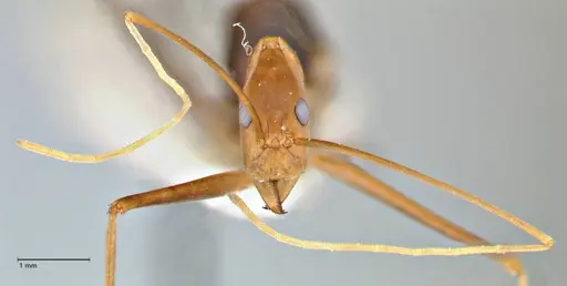 Leptomyrmex fragilis - FOCOL2862