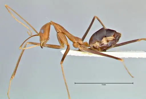 Leptomyrmex fragilis - FOCOL2862