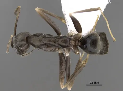 Leptomyrmex garretti specimen