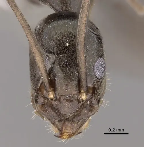 Leptomyrmex garretti specimen