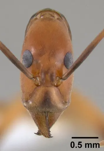 Leptomyrmex geniculatus specimen