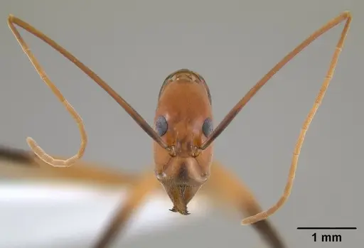 Leptomyrmex geniculatus specimen