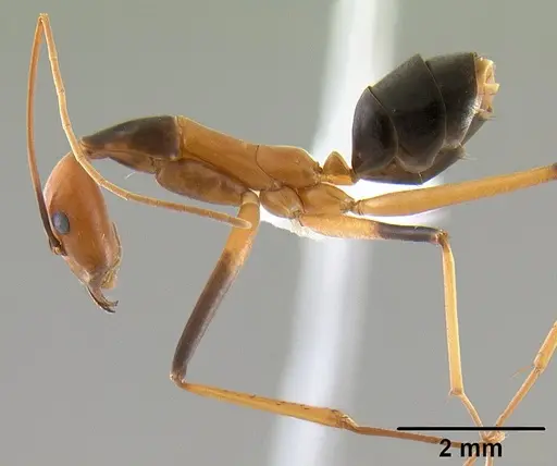 Leptomyrmex geniculatus - CASENT0127340
