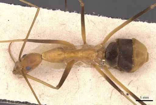 Leptomyrmex geniculatus - CASENT0127391