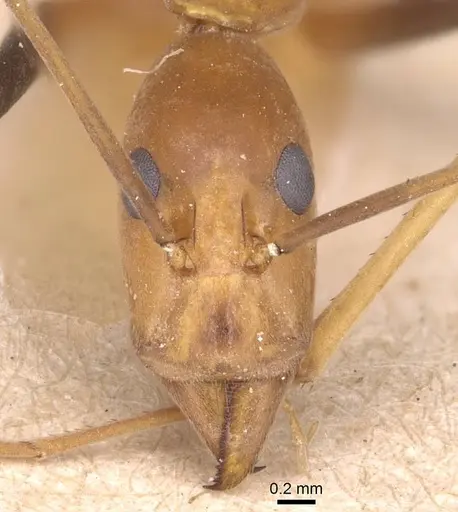 Leptomyrmex geniculatus - CASENT0127391