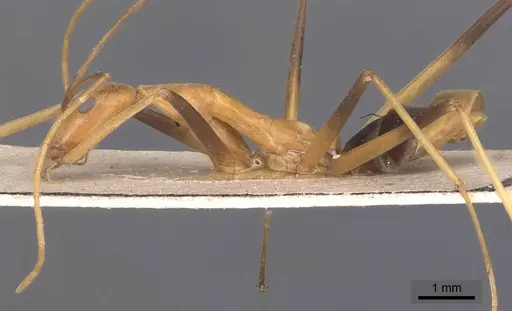 Leptomyrmex geniculatus - CASENT0127391