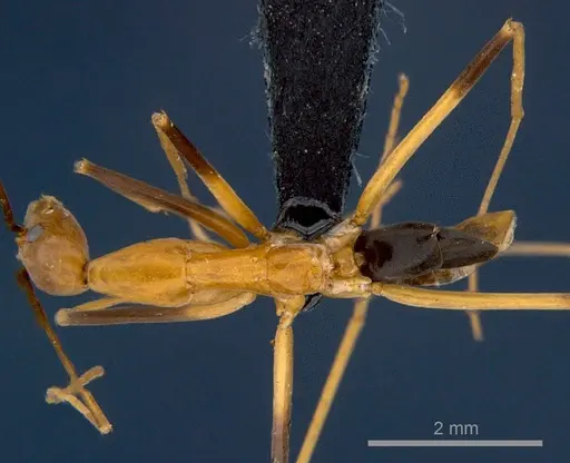 Leptomyrmex geniculatus - CSIRONC0198