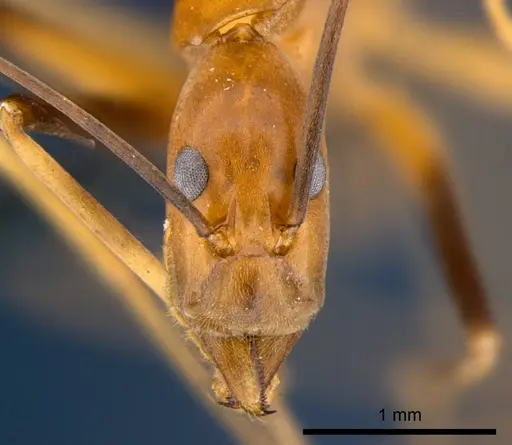 Leptomyrmex geniculatus - CSIRONC0198