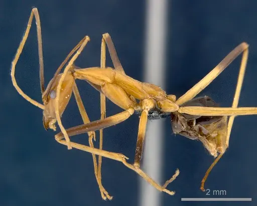 Leptomyrmex geniculatus - CSIRONC0198