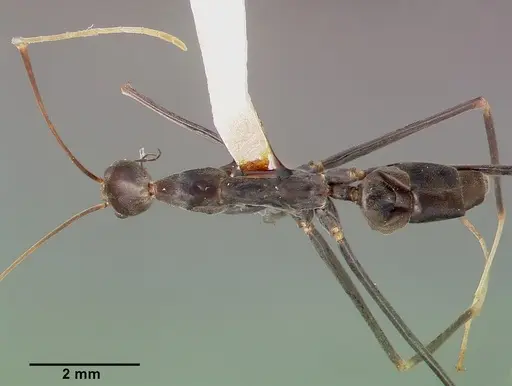 Leptomyrmex melanoticus specimen