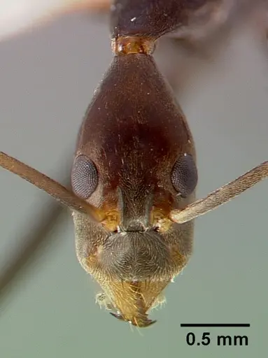 Leptomyrmex melanoticus specimen