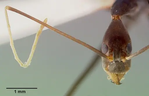 Leptomyrmex melanoticus specimen