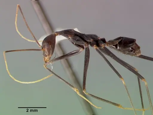 Leptomyrmex melanoticus - CASENT0003190