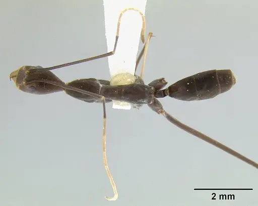 Leptomyrmex melanoticus - CASENT0012098